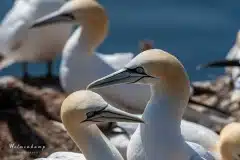 Fotograferet på Helgoland