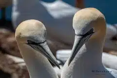 Fotograferet på Helgoland