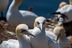 Fotograferet på Helgoland