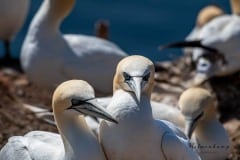 DSC_0114 Fotograferet på Helgoland