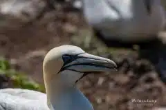 Fotograferet på Helgoland