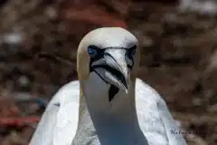 Fotograferet på Helgoland