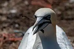 Fotograferet på Helgoland