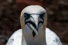 Fotograferet på Helgoland