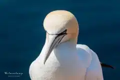 Fotograferet på Helgoland