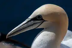 Fotograferet på Helgoland