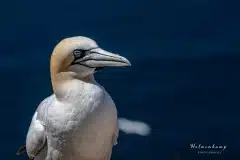 Fotograferet på Helgoland