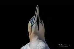 Fotograferet på Helgoland