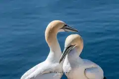 Fotograferet på Helgoland