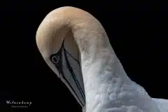 Fotograferet på Helgoland