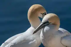 Fotograferet på Helgoland