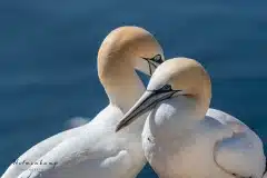 Fotograferet på Helgoland