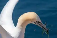 Fotograferet på Helgoland