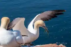 Fotograferet på Helgoland