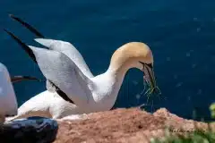 Fotograferet på Helgoland