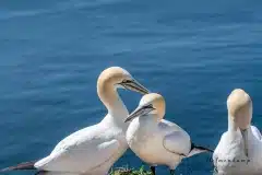 Fotograferet på Helgoland