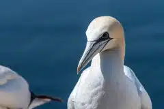 Fotograferet på Helgoland