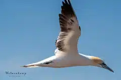 Fotograferet på Helgoland