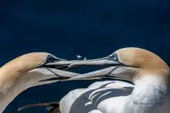 Fotograferet på Helgoland