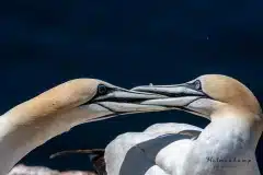 Fotograferet på Helgoland