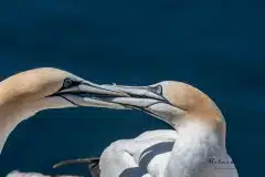 Fotograferet på Helgoland