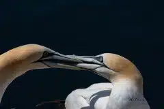 Fotograferet på Helgoland