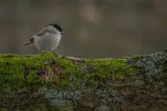 Fotograferet i Nejede Vesterskov