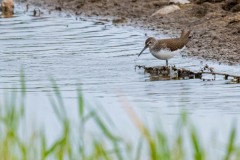DSC_3514 Foto taget på Kalvebod fælled
