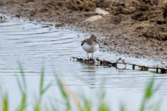 DSC_3522 Foto taget på Kalvebod fælled