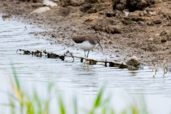 DSC_3533 Foto taget på Kalvebod fælled