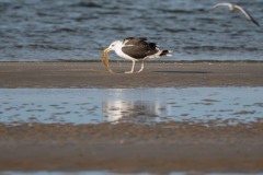 DSC5371 Fotograferet på Fanø