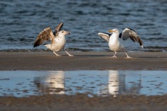 DSC5441 Fotograferet på Fanø