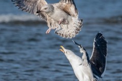 DSC5447 Fotograferet på Fanø