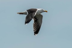PH86414 Fotograferet ved Strødam Engsø