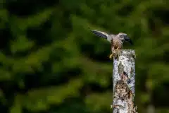 Fotograferet ved Ganløse ore
