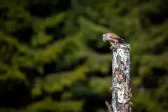 Fotograferet ved Ganløse ore
