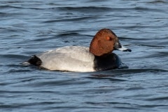 PHL9536 Fotograferet i Tueholm sø