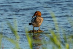 PH82922 Fotograferet ved Skenkelsø