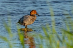 PH82936 Fotograferet ved Skenkelsø