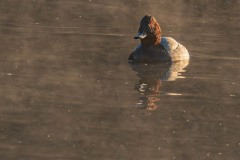 PHL3095 Fotograferet ved Tueholm sø
