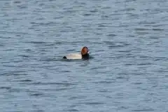 Fotograferet i Tueholm sø