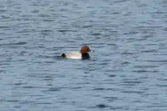 Fotograferet i Tueholm sø