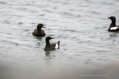 Foto ved Sprogø.   DSC6088