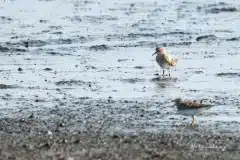 Foto ved Vallensbæk og Ishøj strandenge