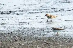 Foto ved Vallensbæk og Ishøj strandenge