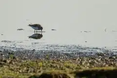 Fotograferet nær Tangloppen, Ishøj havn