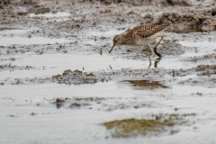 DSC9745 Fotograferet på Kalvebod fælled