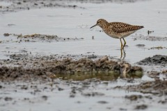 DSC9792 Fotograferet på Kalvebod fælled