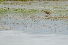 PH88976 Fotograferet på Kalvebod fælled