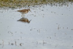 PH89014 Fotograferet på Kalvebod fælled